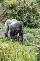 male gorilla searches for small food