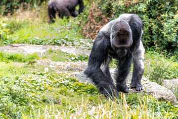 male gorilla searches for small food on the ground