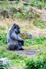 old gorilla lady sits quietly on a stone
