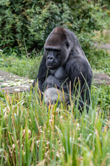 gorilla male is sitting in the grass