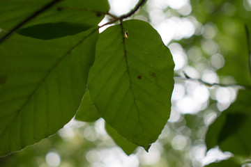 Close up of a leaf in the forest