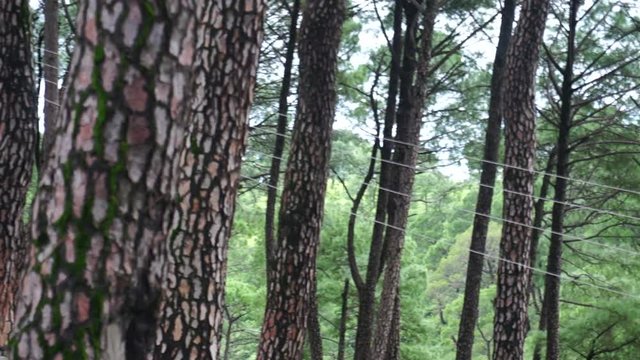 Panning shot of tree trunks in the middle of a forest park with benches, electrical wires and hills in the distance