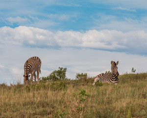 Obraz premium Zebras