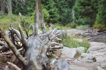 rocks and wood in the forest