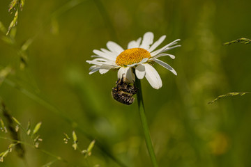 Obraz premium Nature