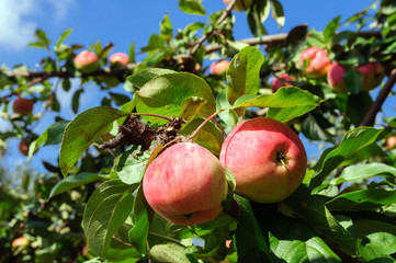 Red ripe apples on an Apple tree in the summer garden.
