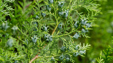 Amazing blue seeds of thuja tree (Platycladus orientalis). Platycladus orientalis also known as Chinese thuja or Oriental arborvitae). Selective focus. Interesting nature concept for background design