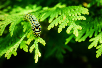 Beautiful striped Swallowtail butterfly caterpillar sits on green branch of western thuja. Macro caterpillar of Papilio machaon butterfly. Selective focus