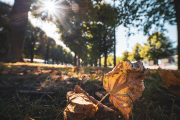 leaf in the city