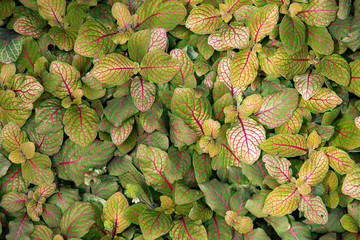 Obraz premium background of green leaves with red veins