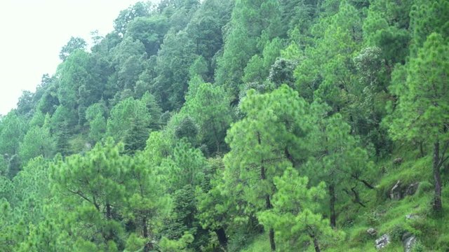 Panning shot of coniferous trees growing on the hillside with fog and mist rolling between them