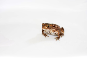 Discovered toad in the garden and taken to the studio for a short time to take pictures. 