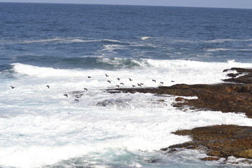 CORMORANI IN VOLO, COSTA ATLANTICA, SUDAFRICA