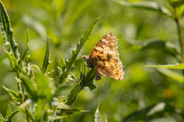 Fototapeta premium Nature