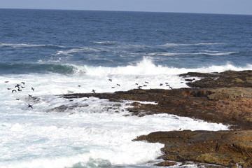 CORMORANI IN VOLO, COSTA ATLANTICA, SUDAFRICA