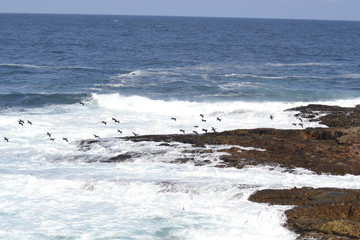 CORMORANI IN VOLO, COSTA ATLANTICA, SUDAFRICA