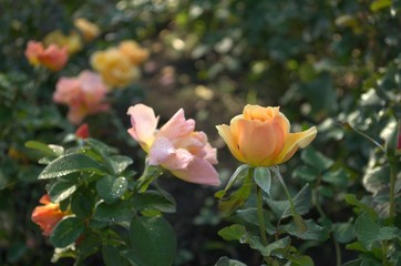 Yellow and orange roses in the garden