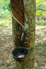 Rubber tree orchard or  plantation, bowl for collecting latex from a rubber tree, rubber tapping. Hevea brasiliensis is flowering plant in the spurge family, Euphorbiaceae