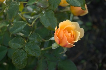 Orange roses in the garden