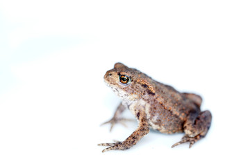 Discovered toad in the garden and taken to the studio for a short time to take pictures. 