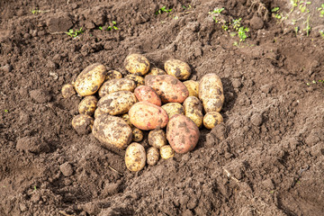 Fototapeta na wymiar New potato harvesting on a potato field