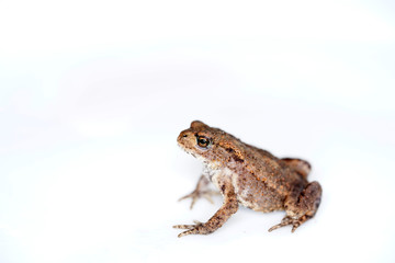 Discovered toad in the garden and taken to the studio for a short time to take pictures. 