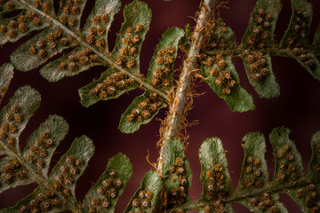 Detail of bracken leaves with sorus