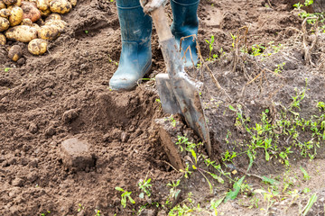 Fototapeta premium New potato harvesting on a potato field