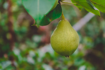 Green fresh large pear, close-up, growing on a branch in the garden. Delicious beautiful healthy fruit.Photo.Image of a pear.Side view.