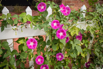 Fototapeta na wymiar Pink flowers on white fence