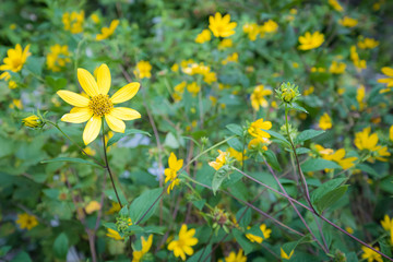 Bright yellow summer flowers in field