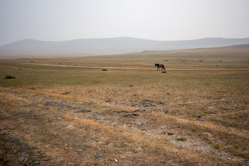 A horse on a field in the morning in fog with a road and hills in the background. Scanty steppe vegetation. Grey sky. Copy space.