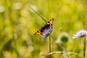 Nature