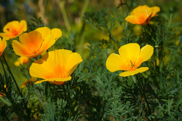 Obraz premium Beautiful yellow flower Eschscholzia on a green blurred background of grass, flower leaves.landscape.Photo.Headpiece.Image.