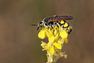 Colpa sexmaculata  is big insect (Mammoth Wasp) in the family Scoliidae. Black color with yellow lines and dots, similar to wasp