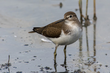 Common sandpiper on the west coast in Sweden