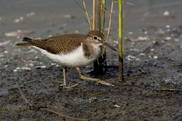 Common sandpiper on the west coast in Sweden