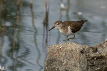 Common sandpiper on the west coast in Sweden