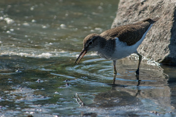 Common sandpiper on the west coast in Sweden