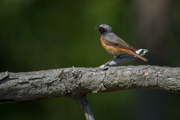 Fototapeta premium Common redstart in a close up,Sweden