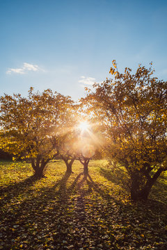 Fruit trees on a meadow in back-light sunset
