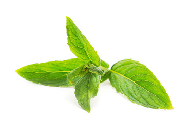 Green leaves of mint.