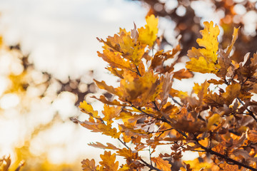 autumn colored maple leaves