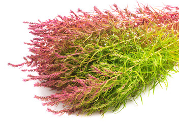 Bunch of pink and green grass.