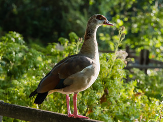 Nahaufnahme einer Nilgans, lopochen aegyptiaca
