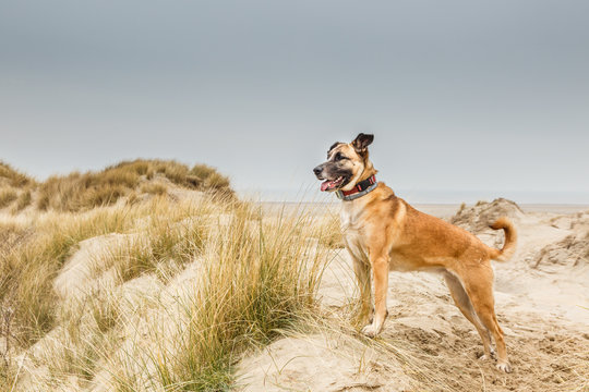 A beautiful Belgian shepherd posing standing in a dune landscape with a proudly raised head and a collar with GPS tracker around her neck  looking from low right to high left in the photo