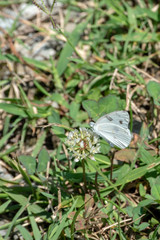 A side view of a pretty white Virginian Tiger Moth sitting on a clover flower in Missouri. Bokeh effect.