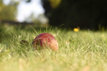 Fallen red apple in grass at end of summer, banner background