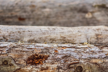 logs stored on a meadow