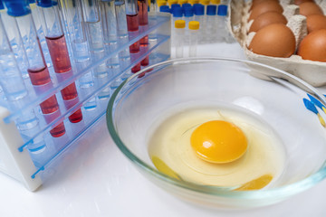 Yolk in bowl in laboratory. Food quality testing.